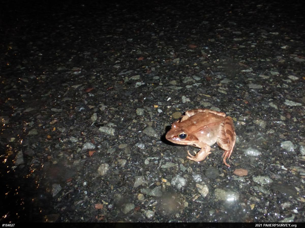 Wood Frog