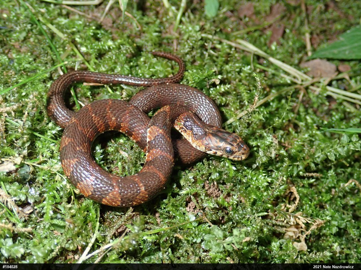 Northern Watersnake