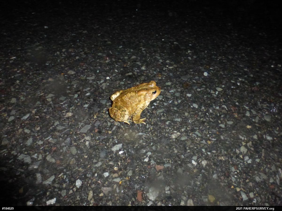 Eastern American Toad