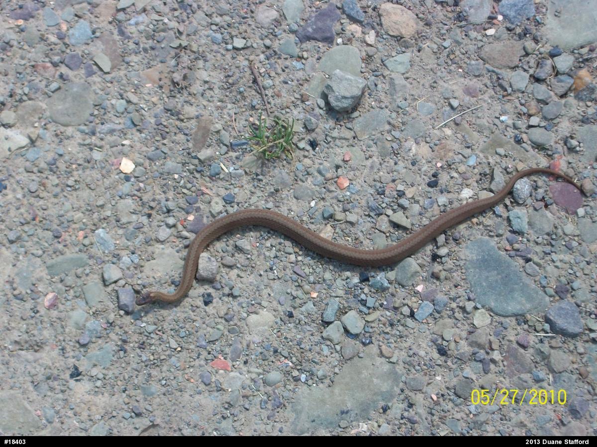 Red-bellied Snake