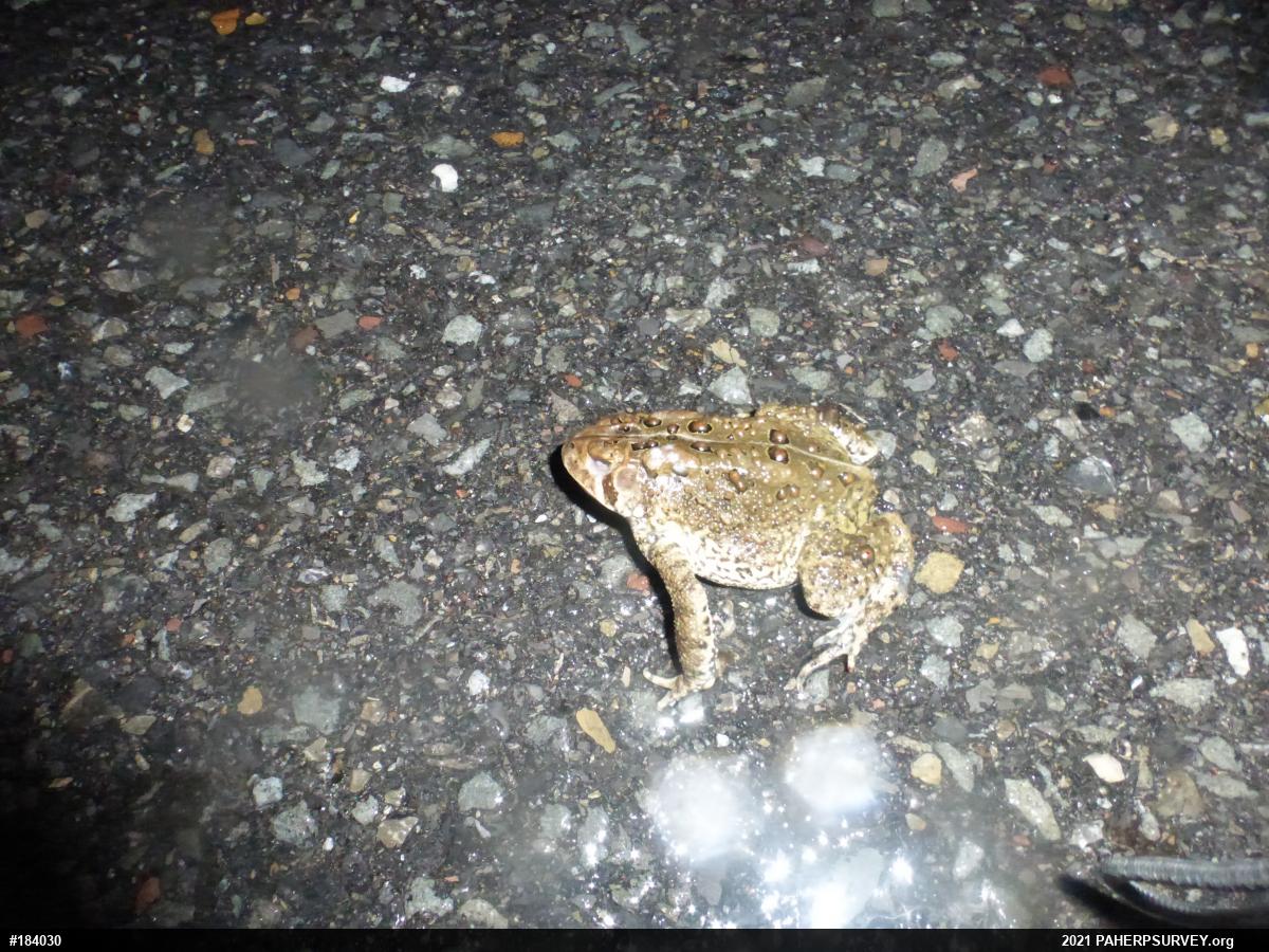 Eastern American Toad