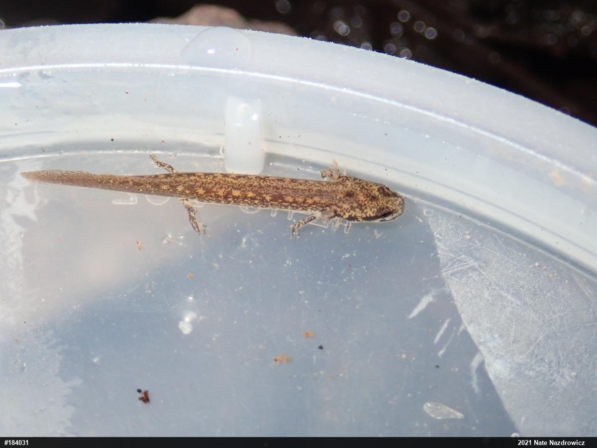Northern Two-lined Salamander