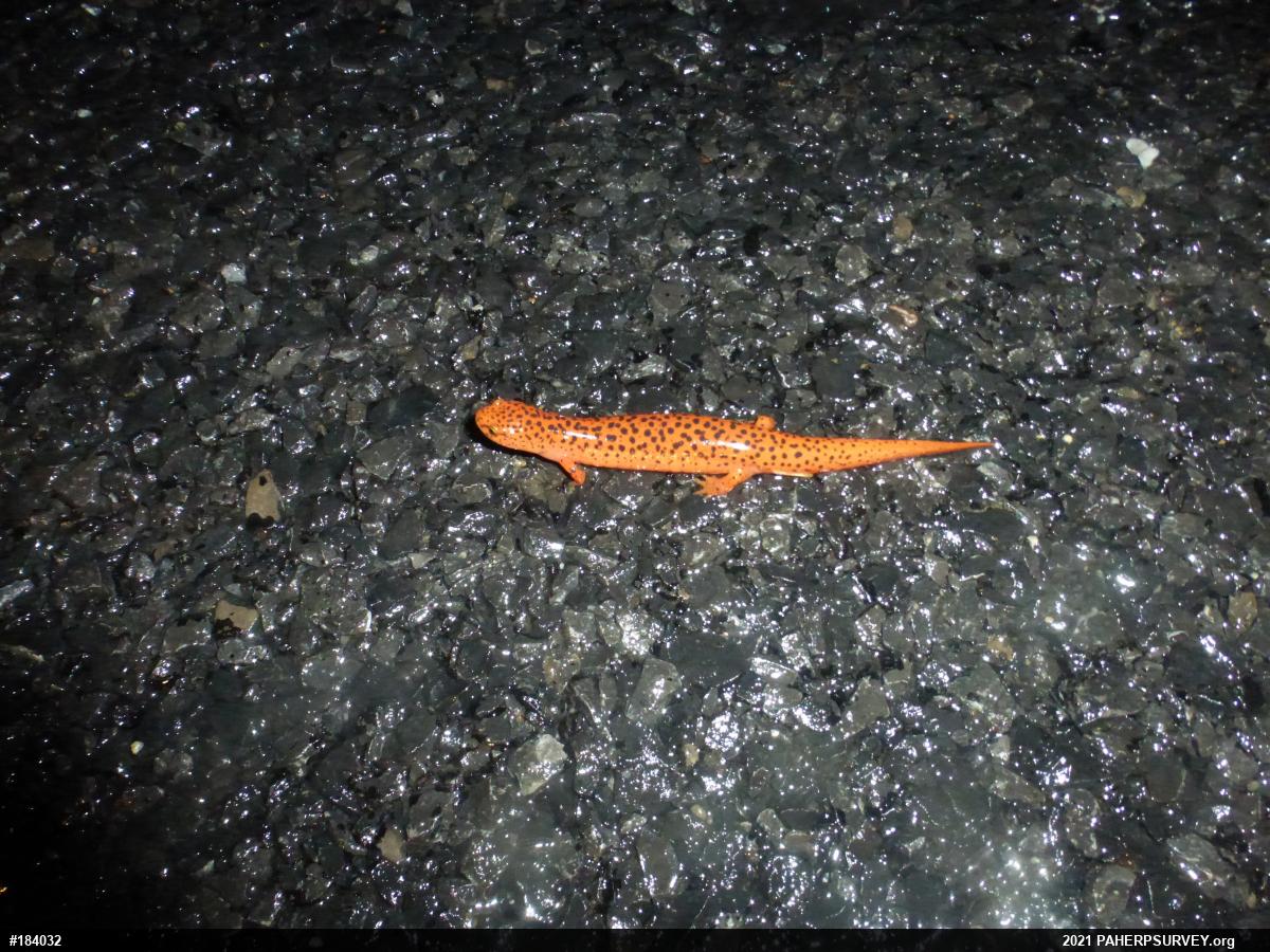 Northern Red Salamander