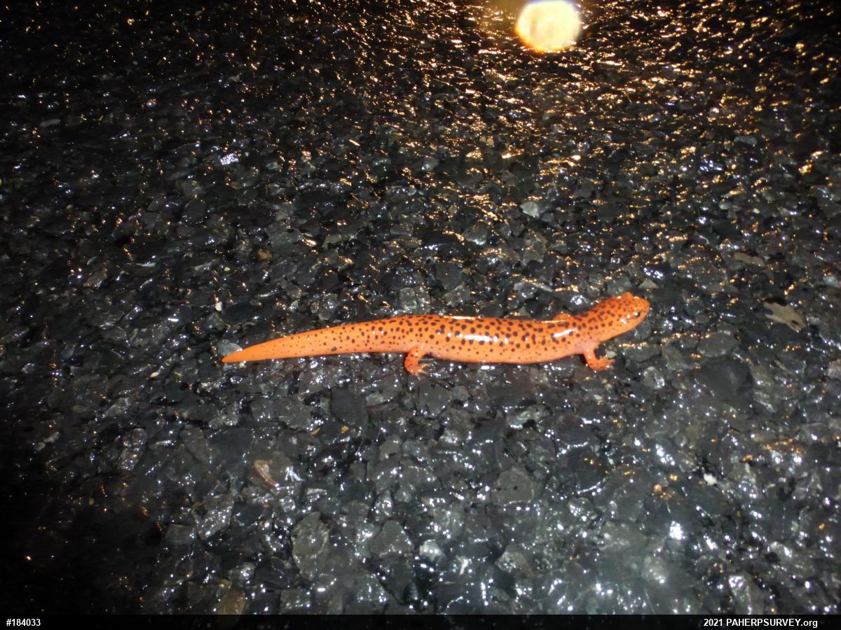 Northern Red Salamander