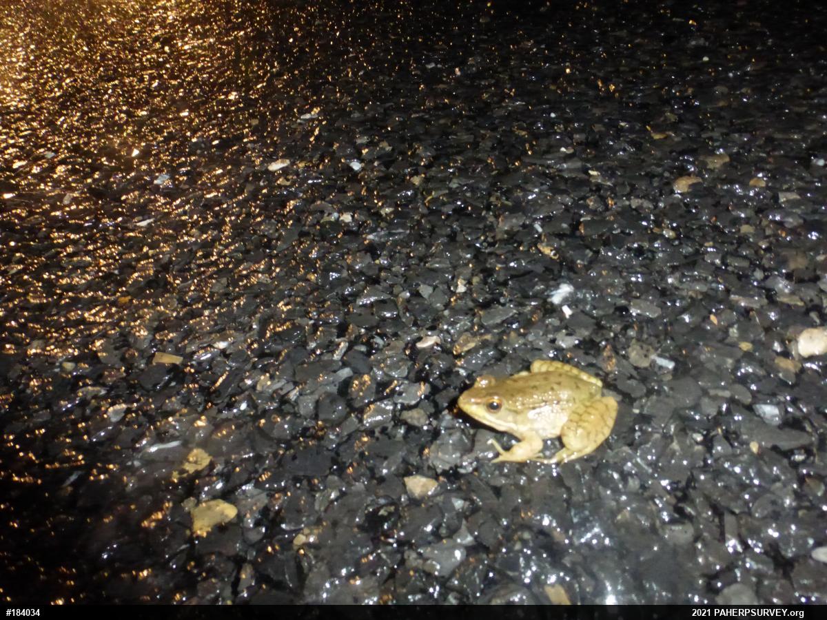 Green Frog
