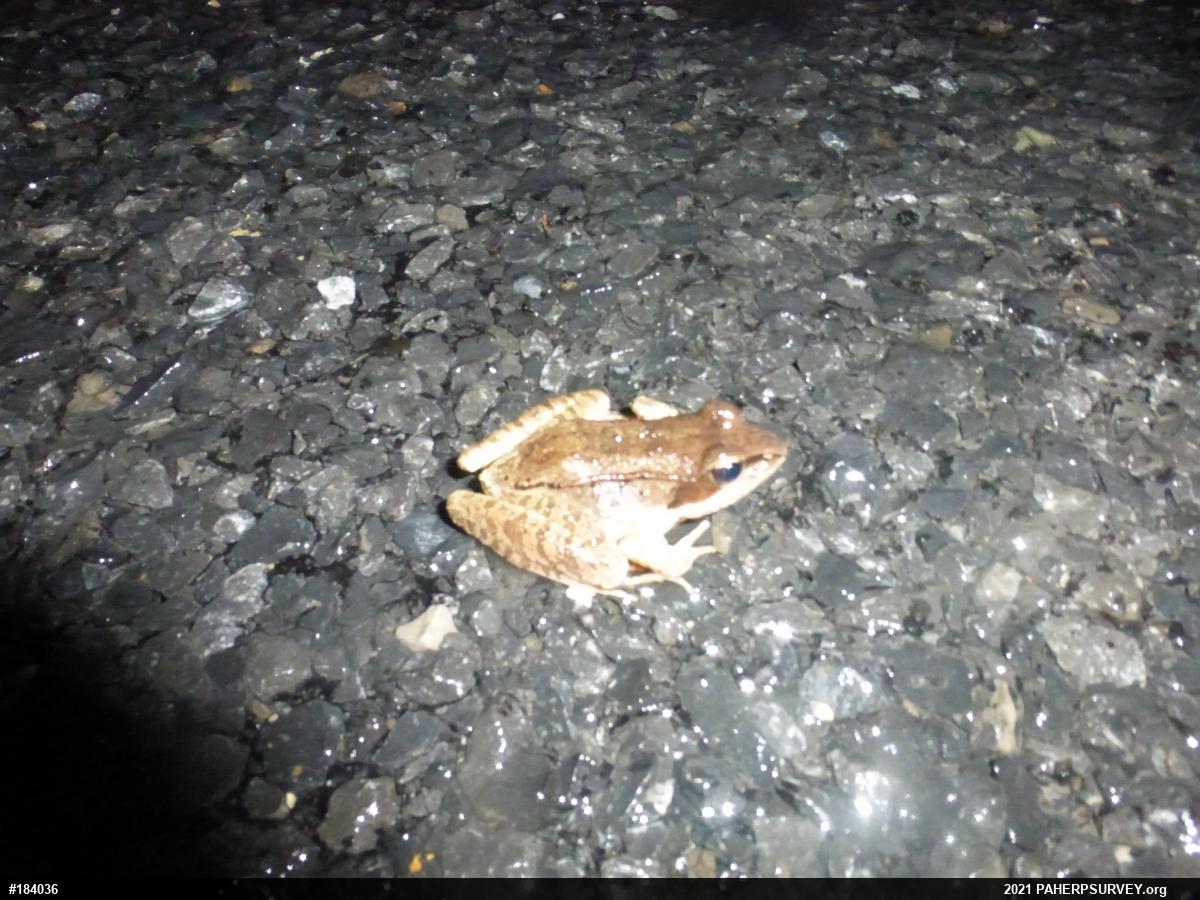 Wood Frog
