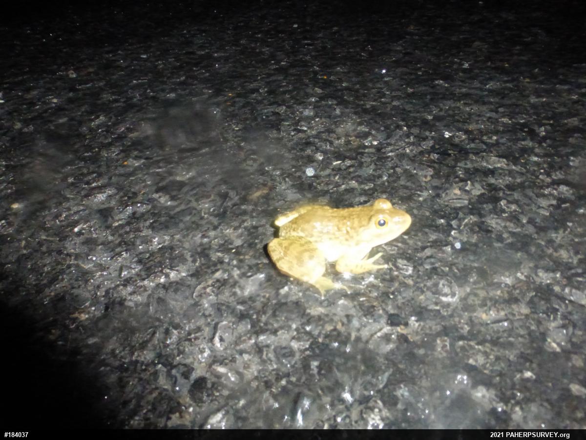 American Bullfrog