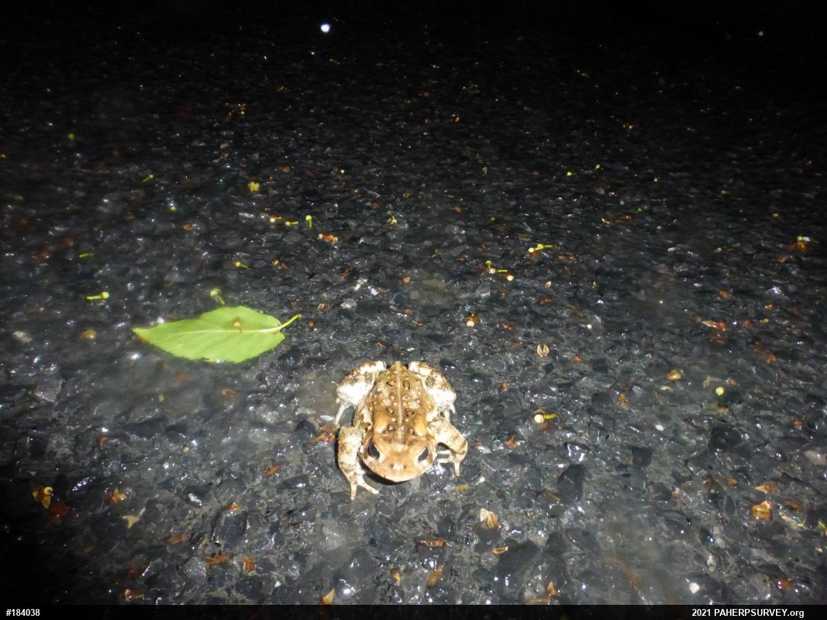 Eastern American Toad