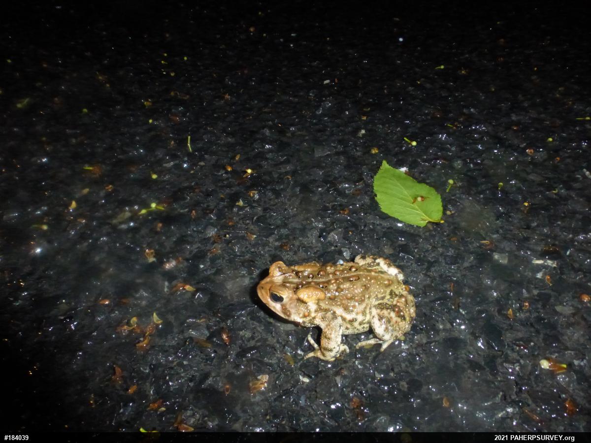 Eastern American Toad