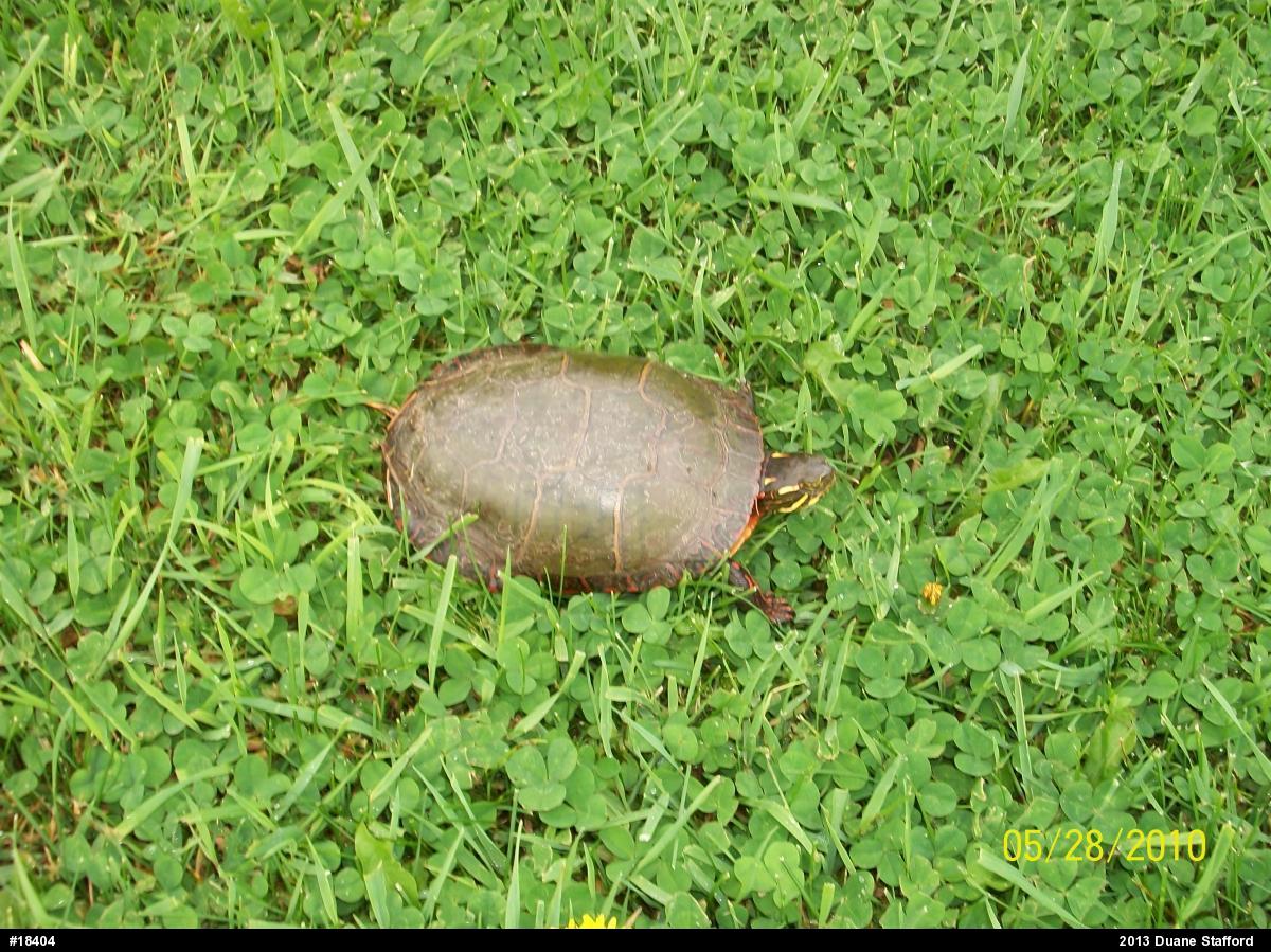 Painted Turtle