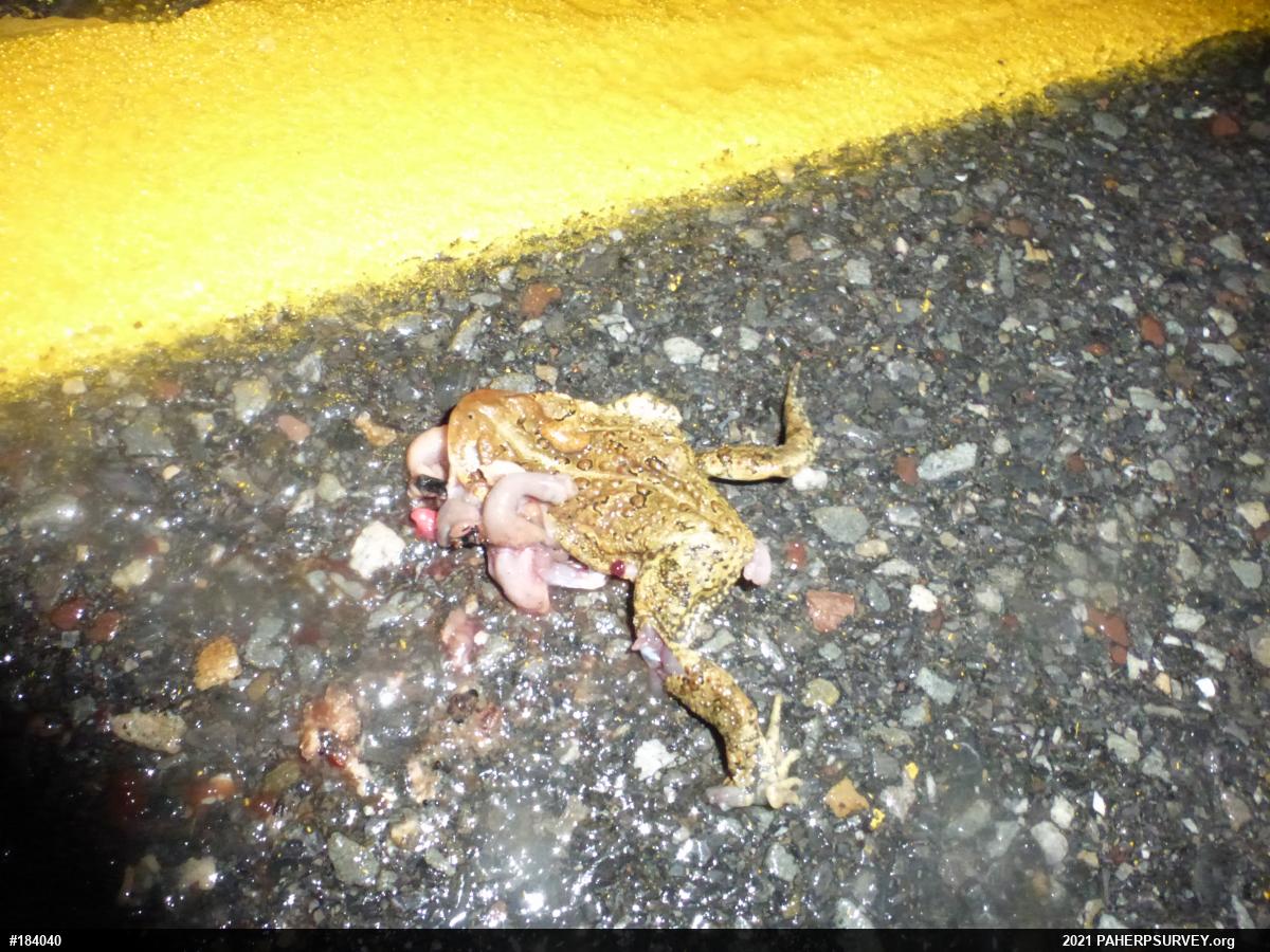 Eastern American Toad