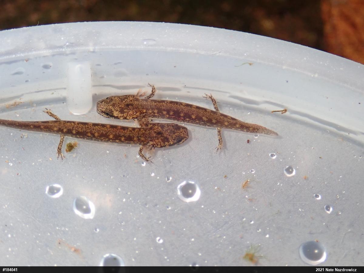 Northern Two-lined Salamander