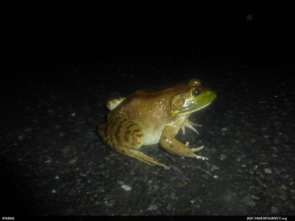 American Bullfrog