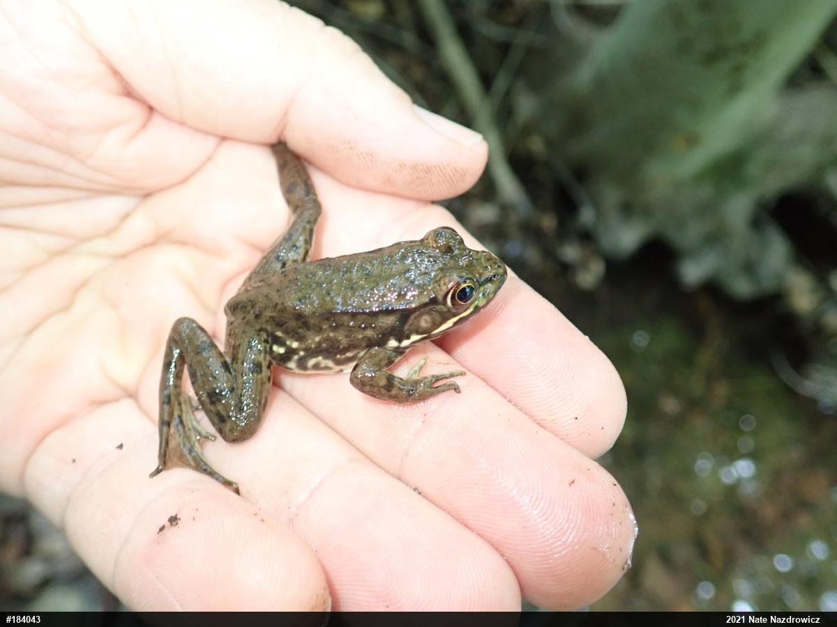 Green Frog