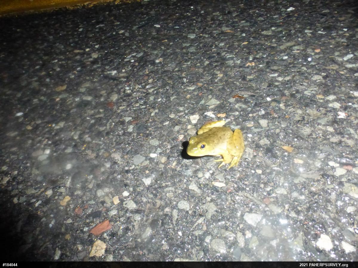 American Bullfrog