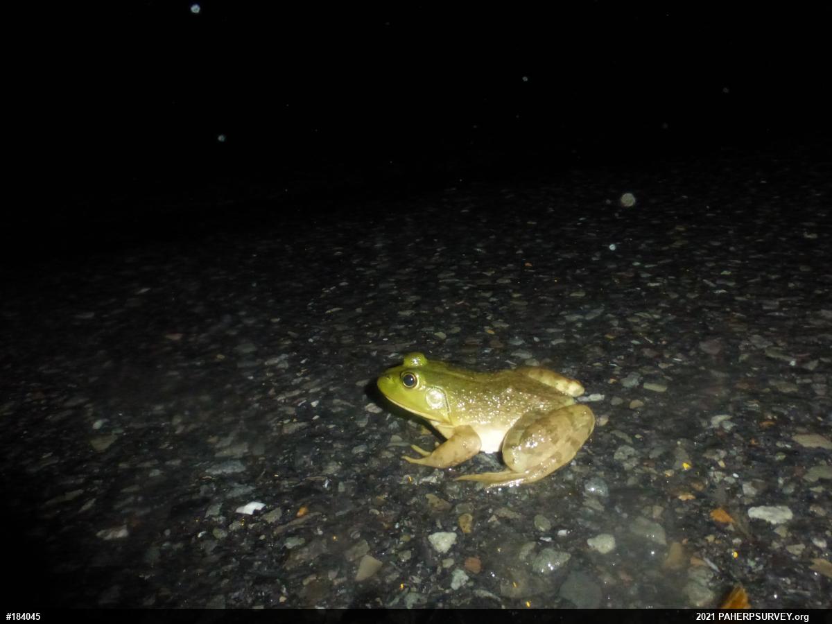 American Bullfrog