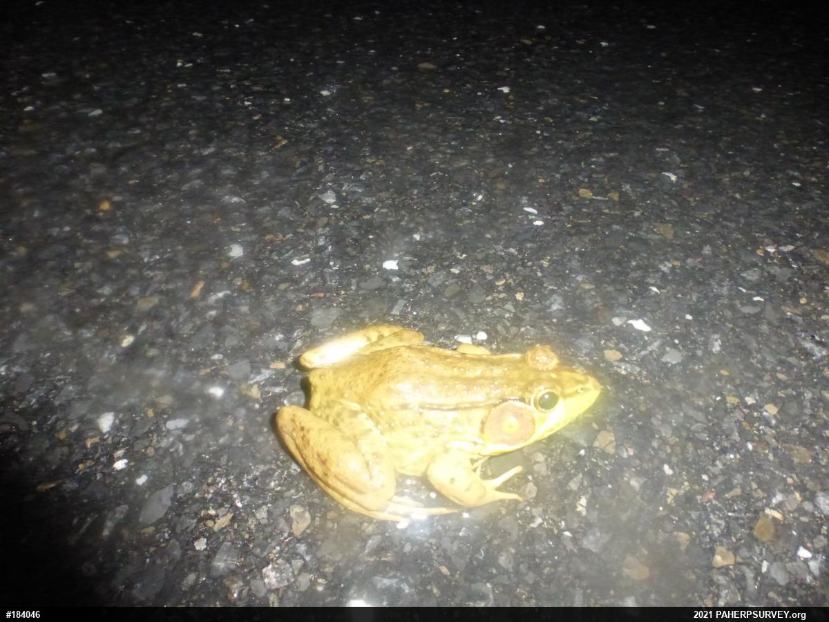 Green Frog