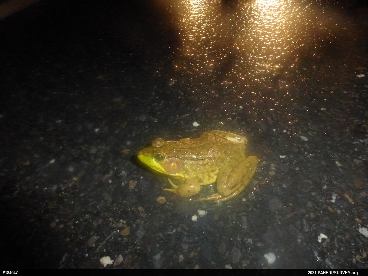 Green Frog