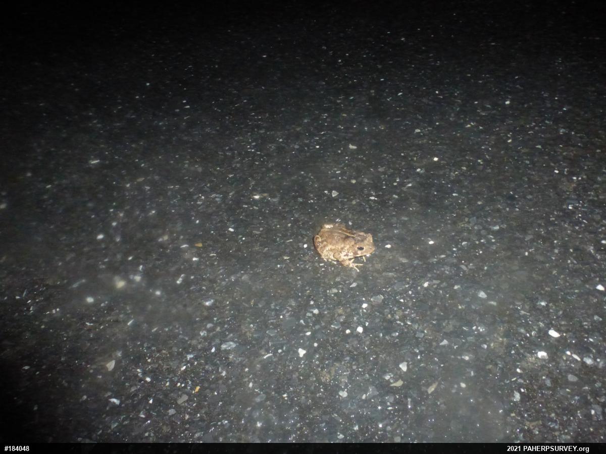 Eastern American Toad