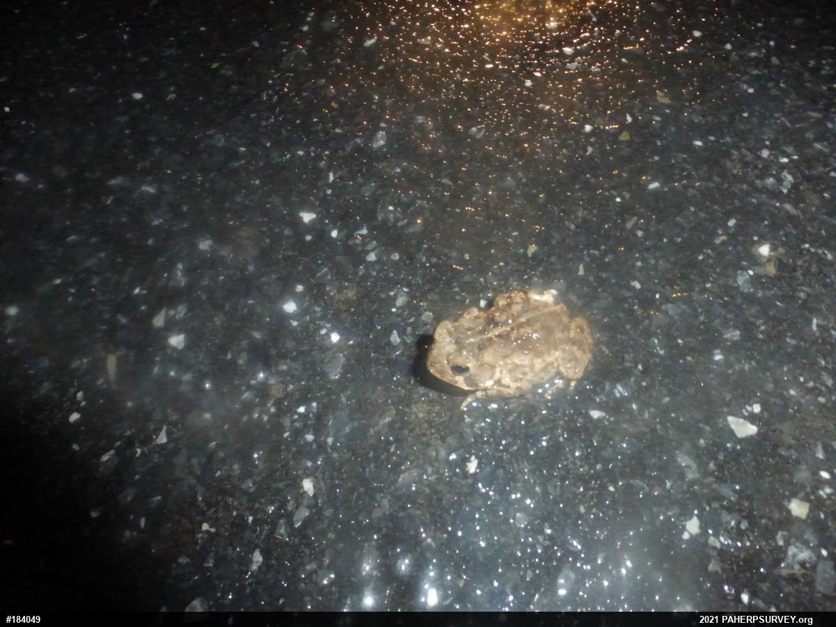 Eastern American Toad