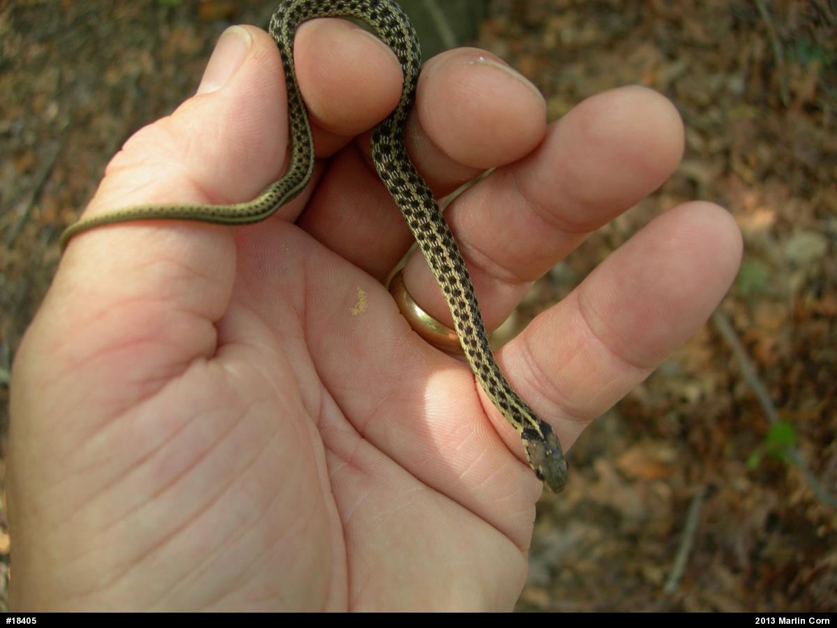 Eastern Gartersnake