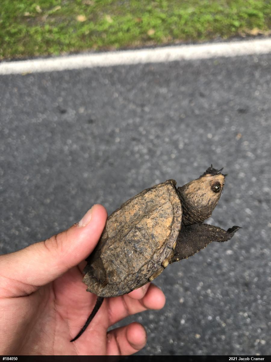 Snapping Turtle