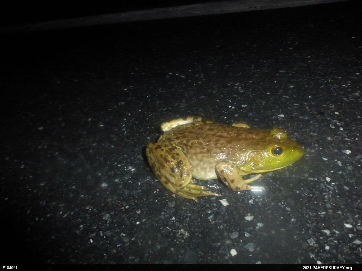American Bullfrog