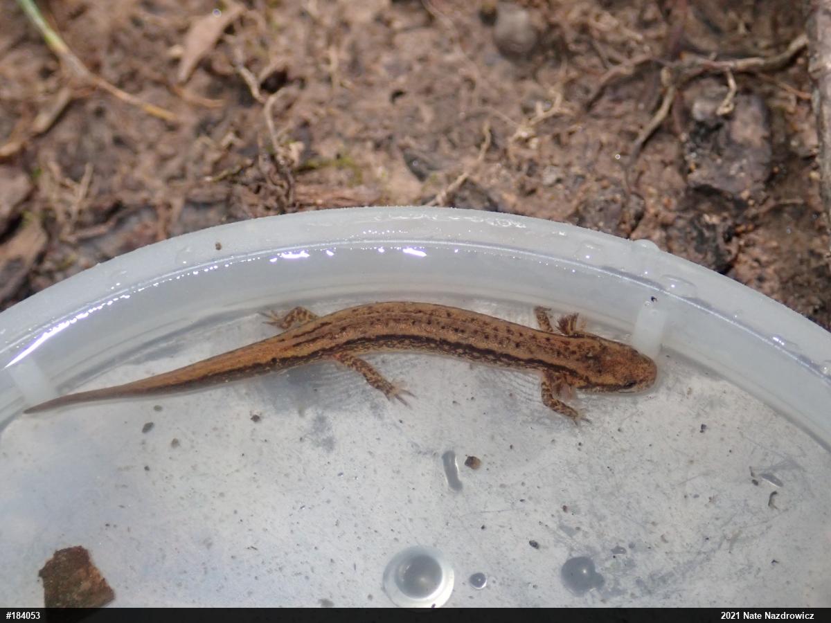 Northern Two-lined Salamander