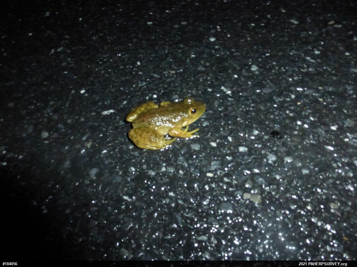 American Bullfrog