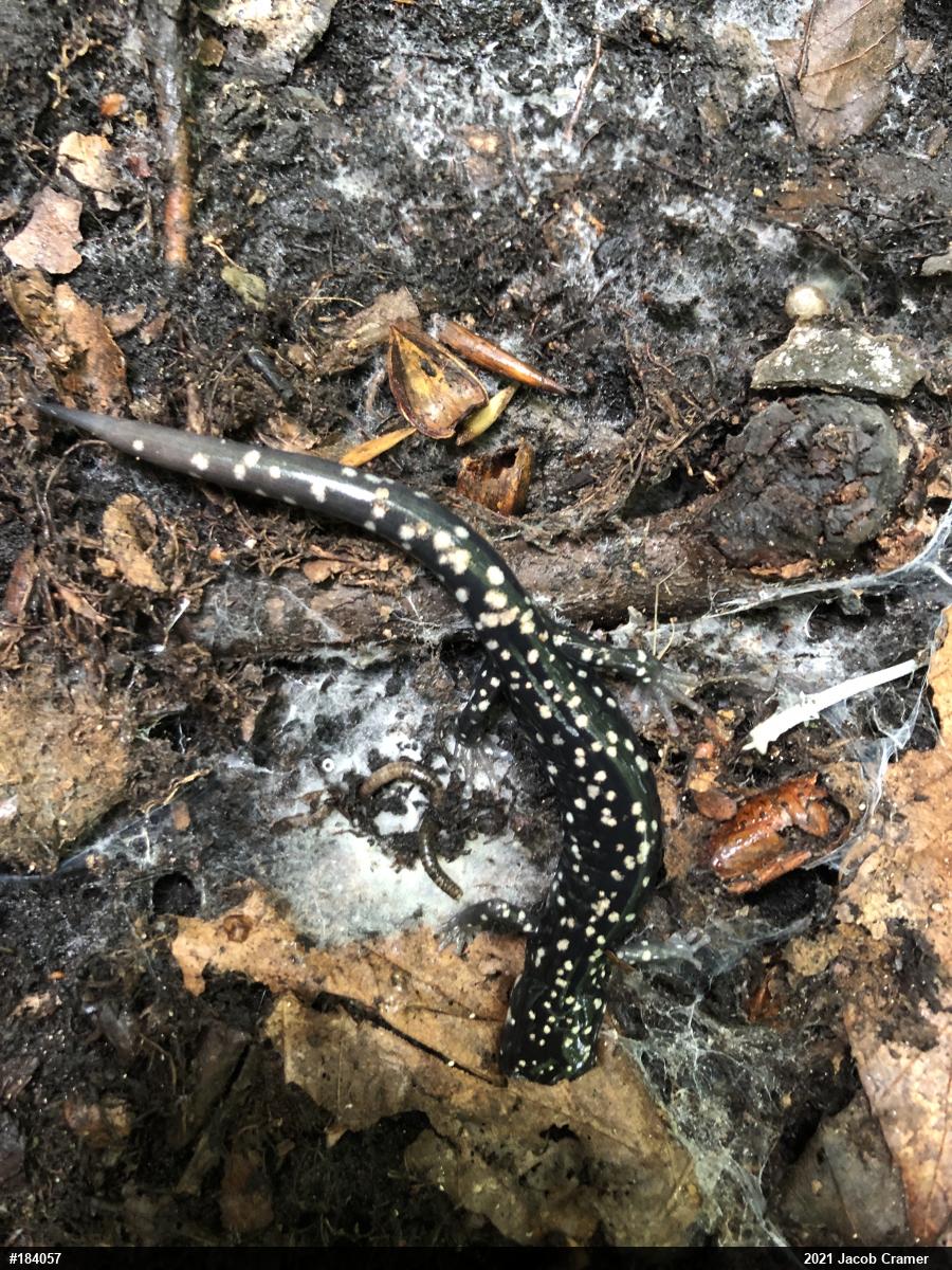 Northern Slimy Salamander