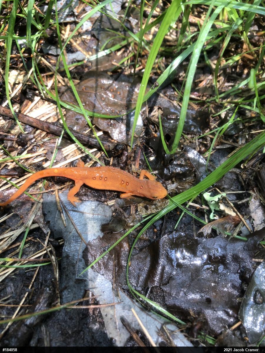 Red-spotted Newt