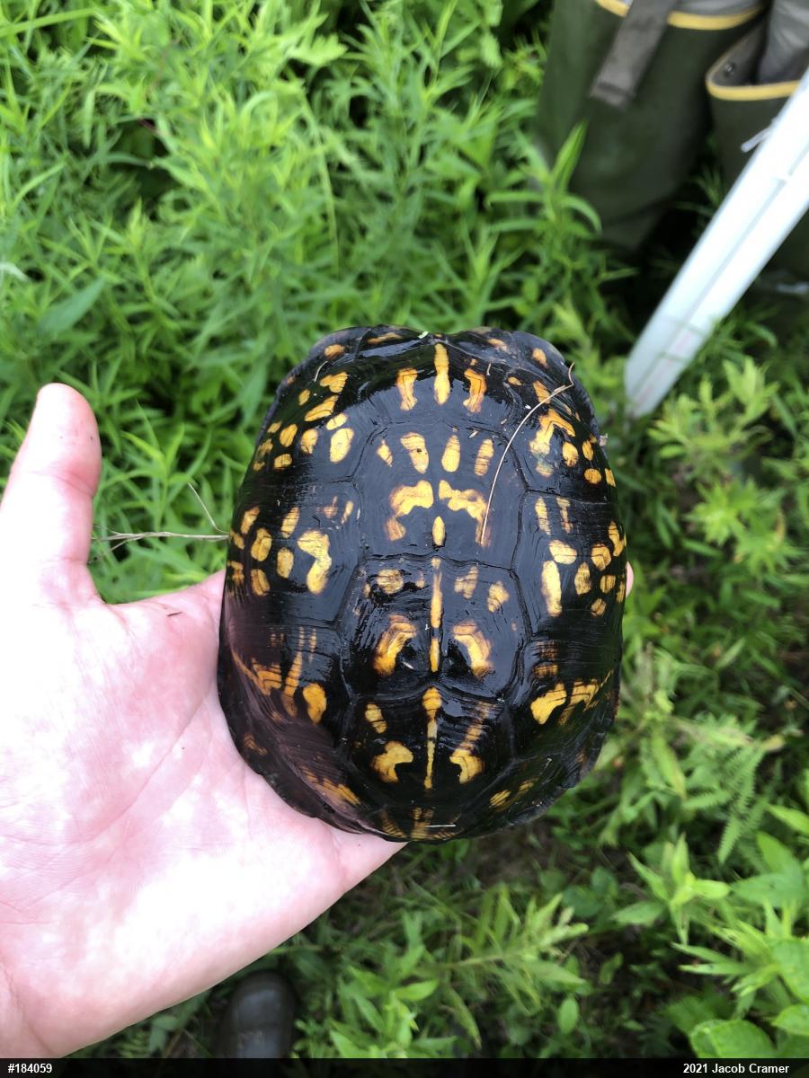 Eastern Box Turtle