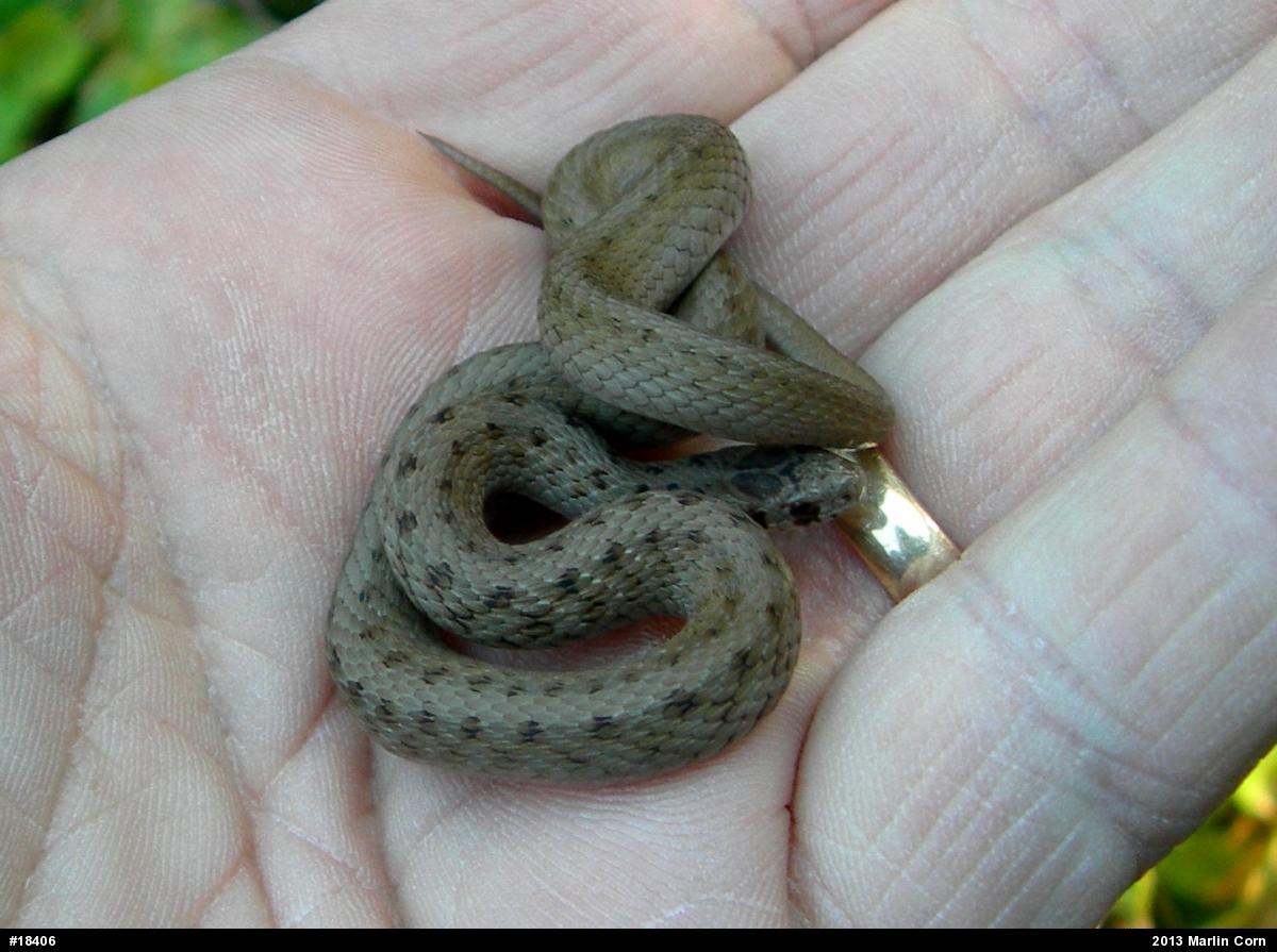 Dekay's Brownsnake