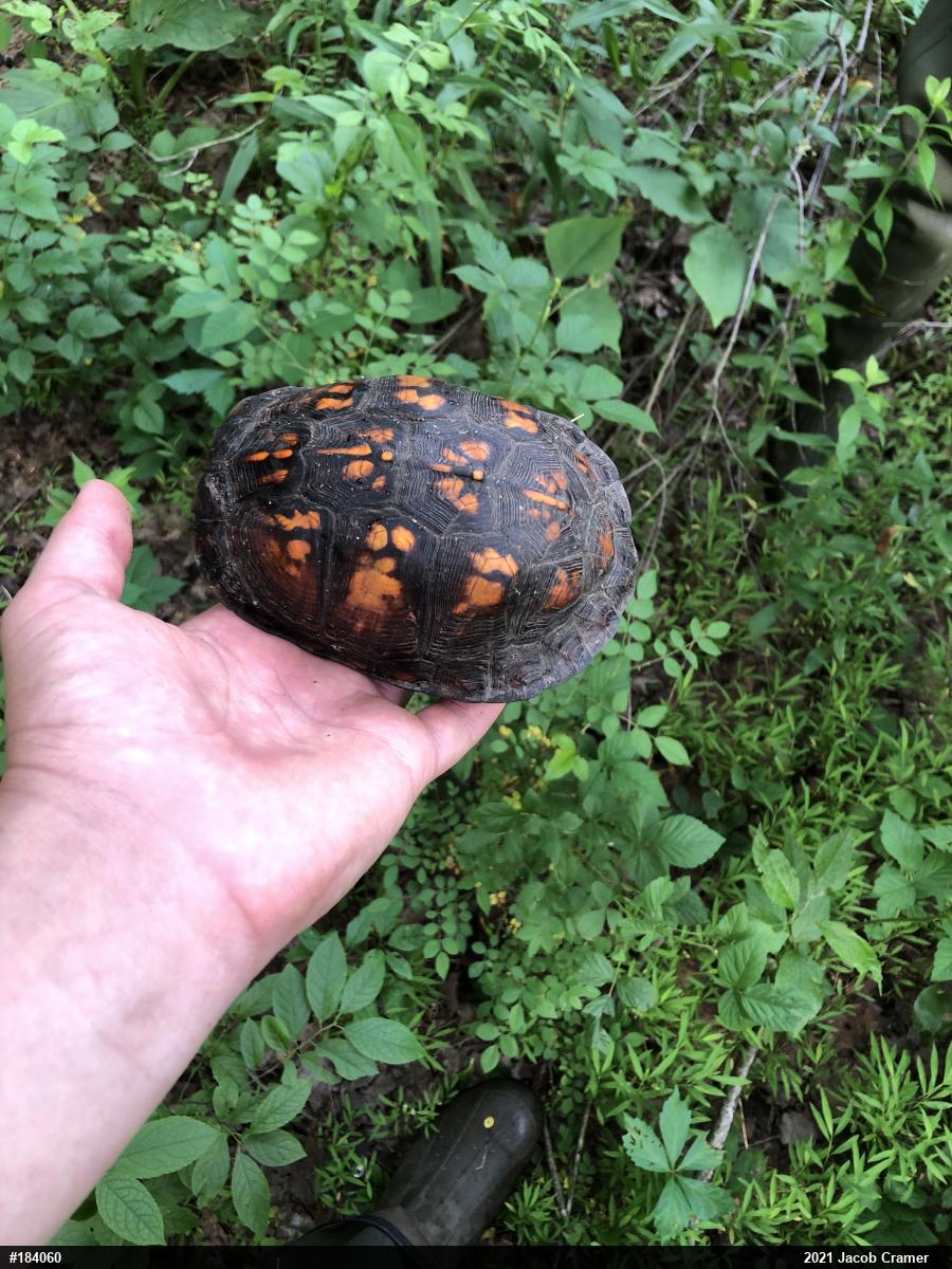 Eastern Box Turtle