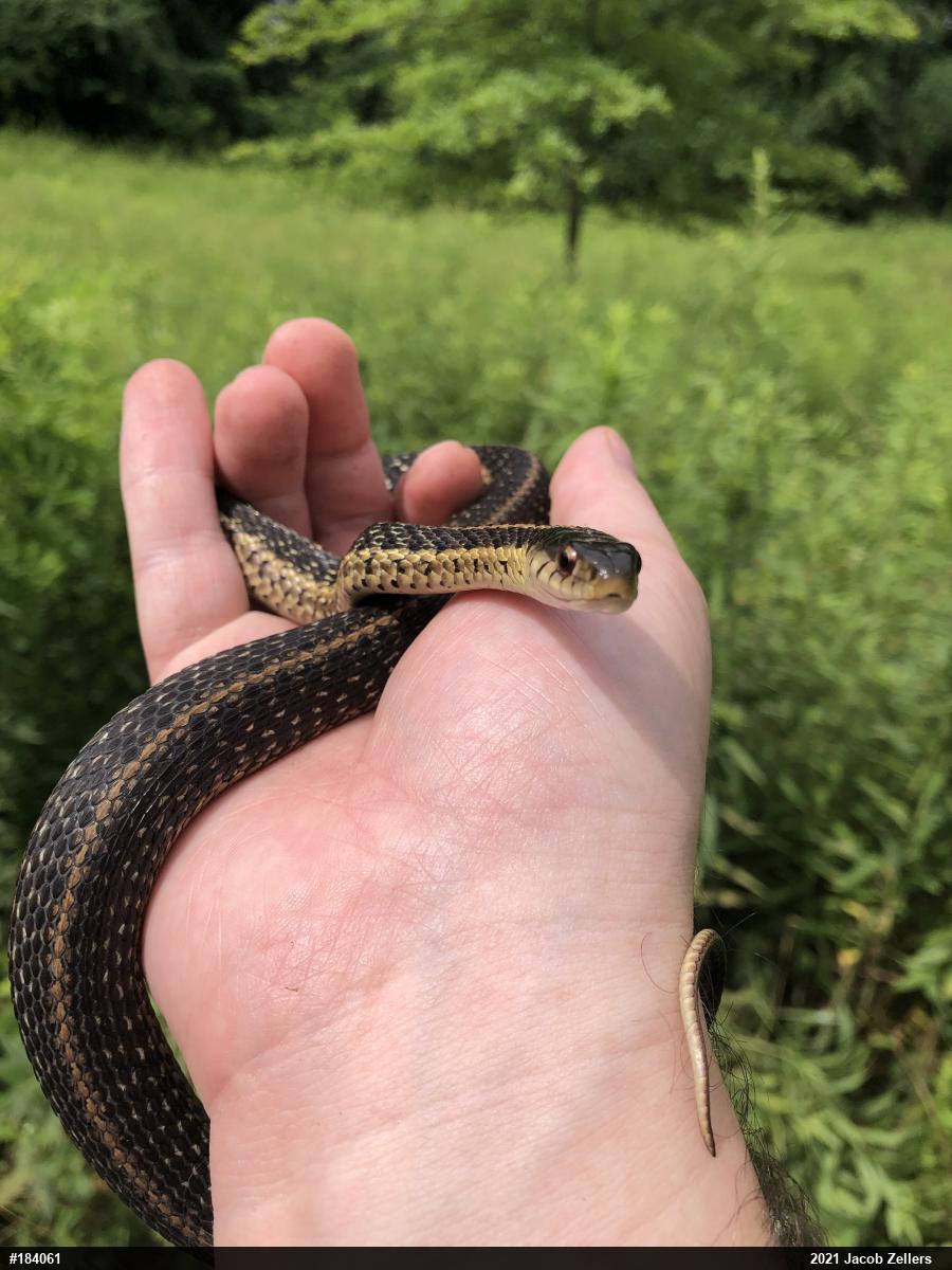 Eastern Gartersnake
