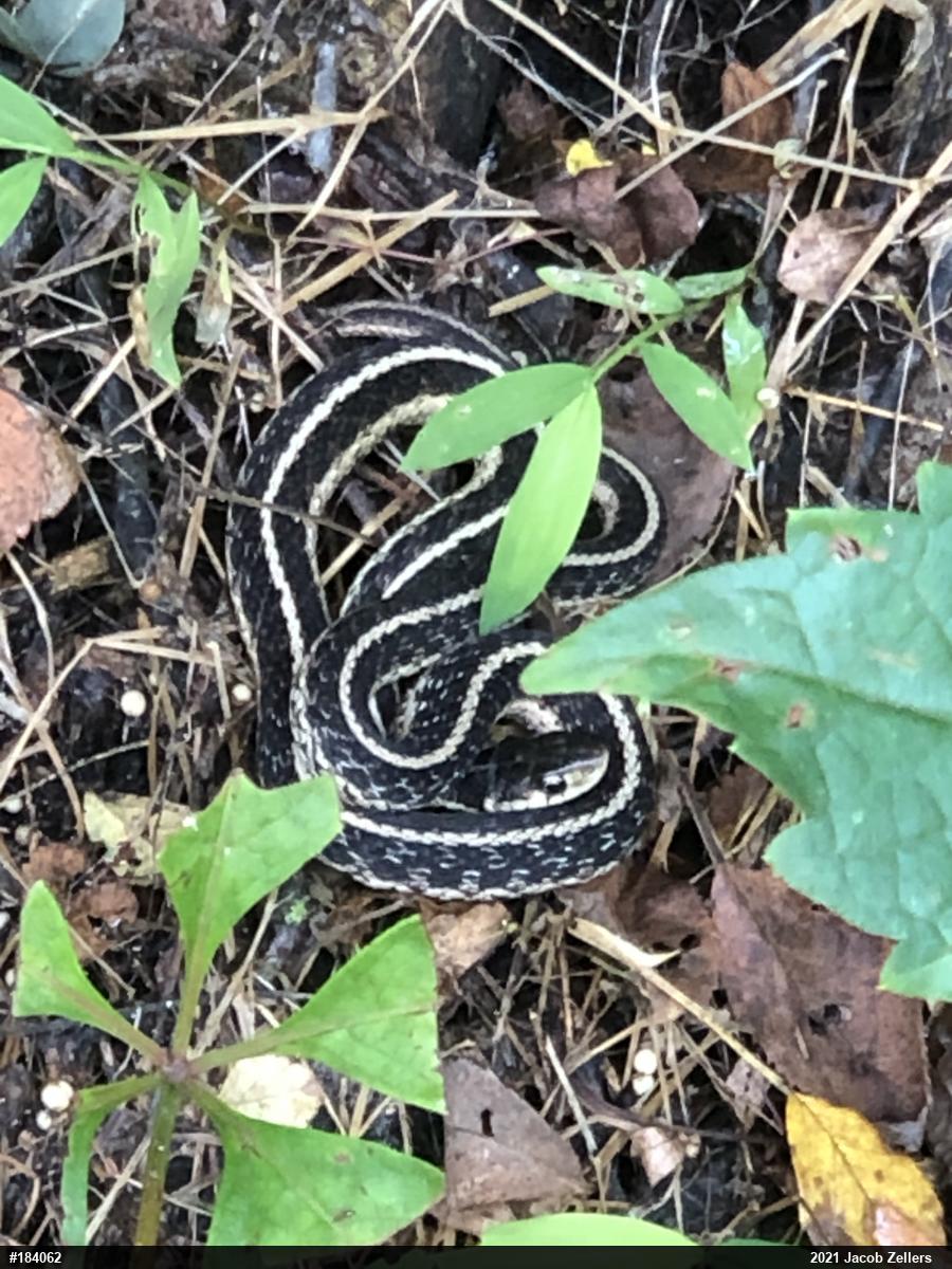 Eastern Gartersnake