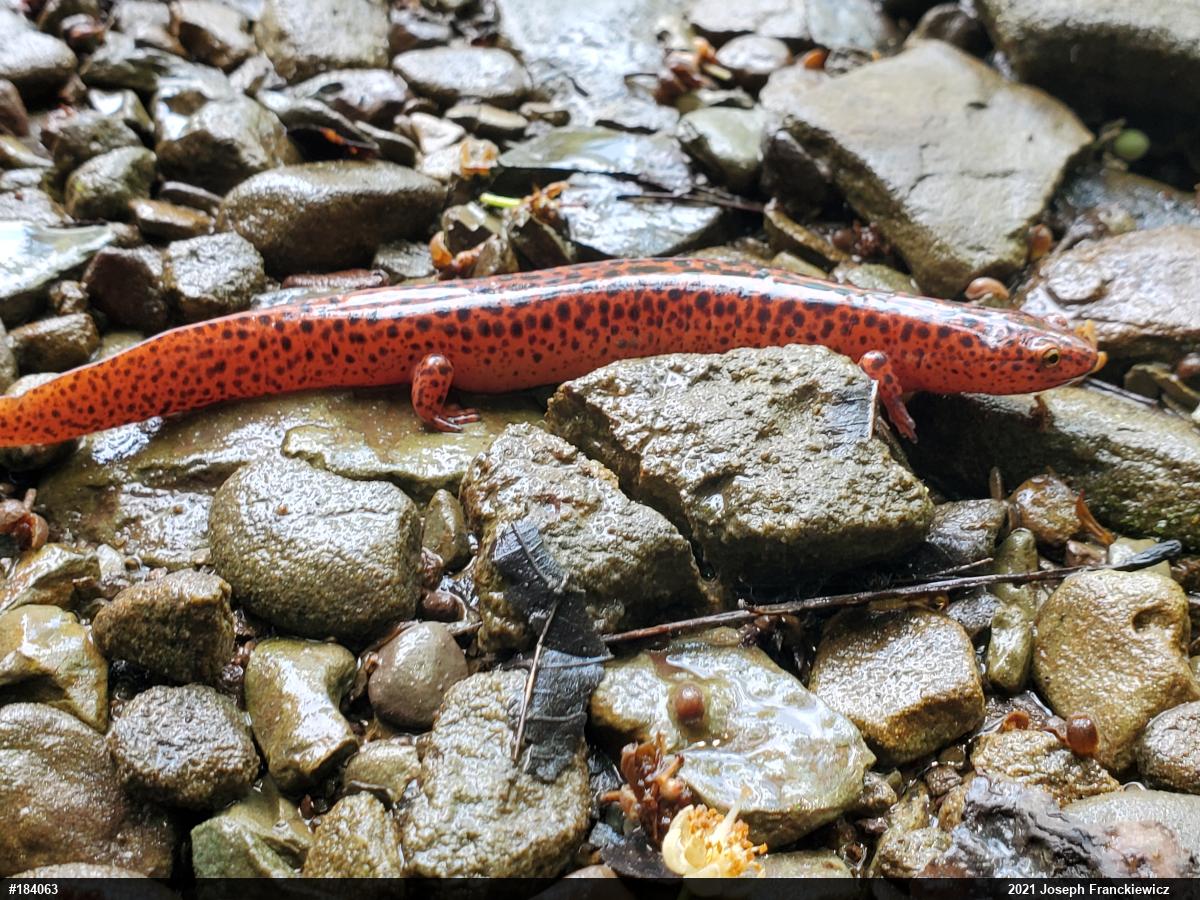 Northern Red Salamander