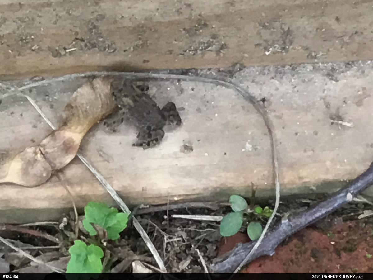 Eastern American Toad
