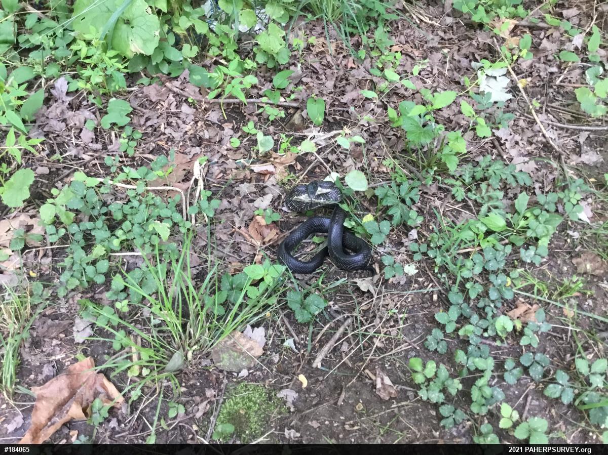 Eastern Ratsnake