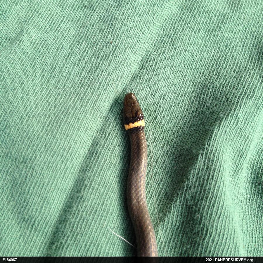 Northern Ring-necked Snake