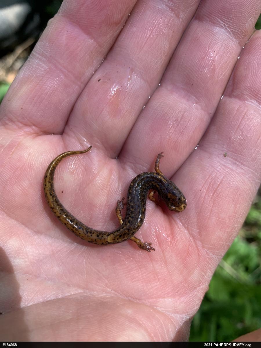 Four-toed Salamander