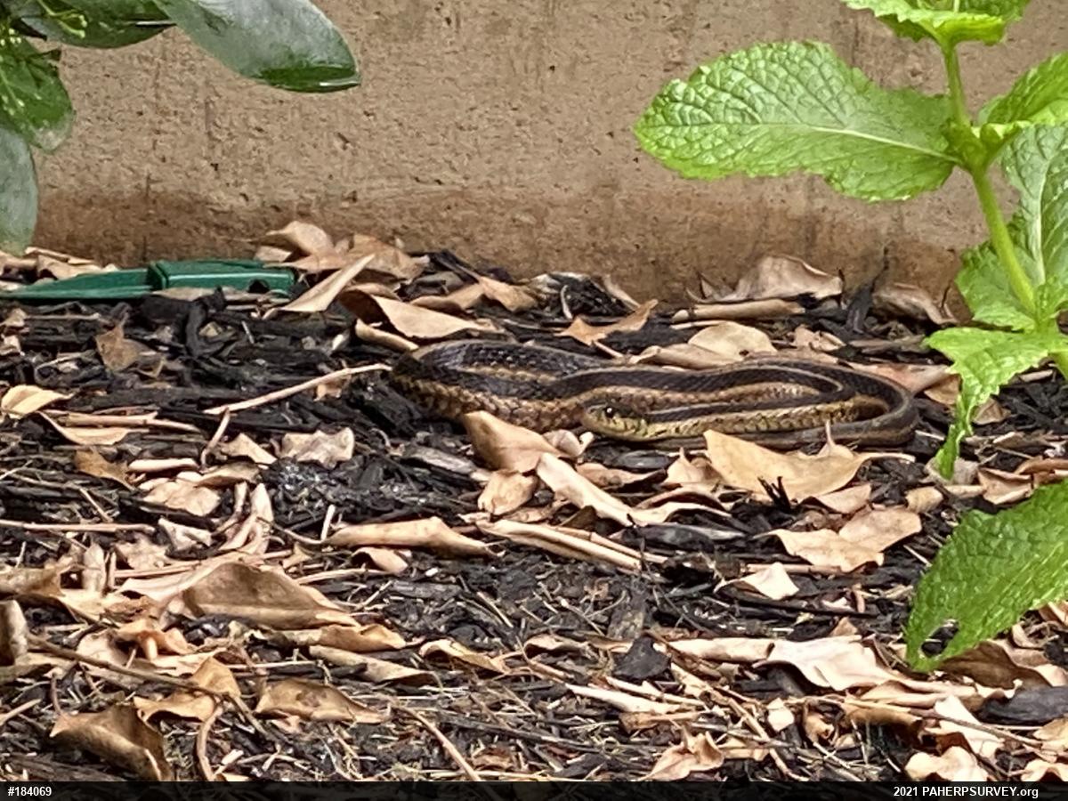 Eastern Gartersnake
