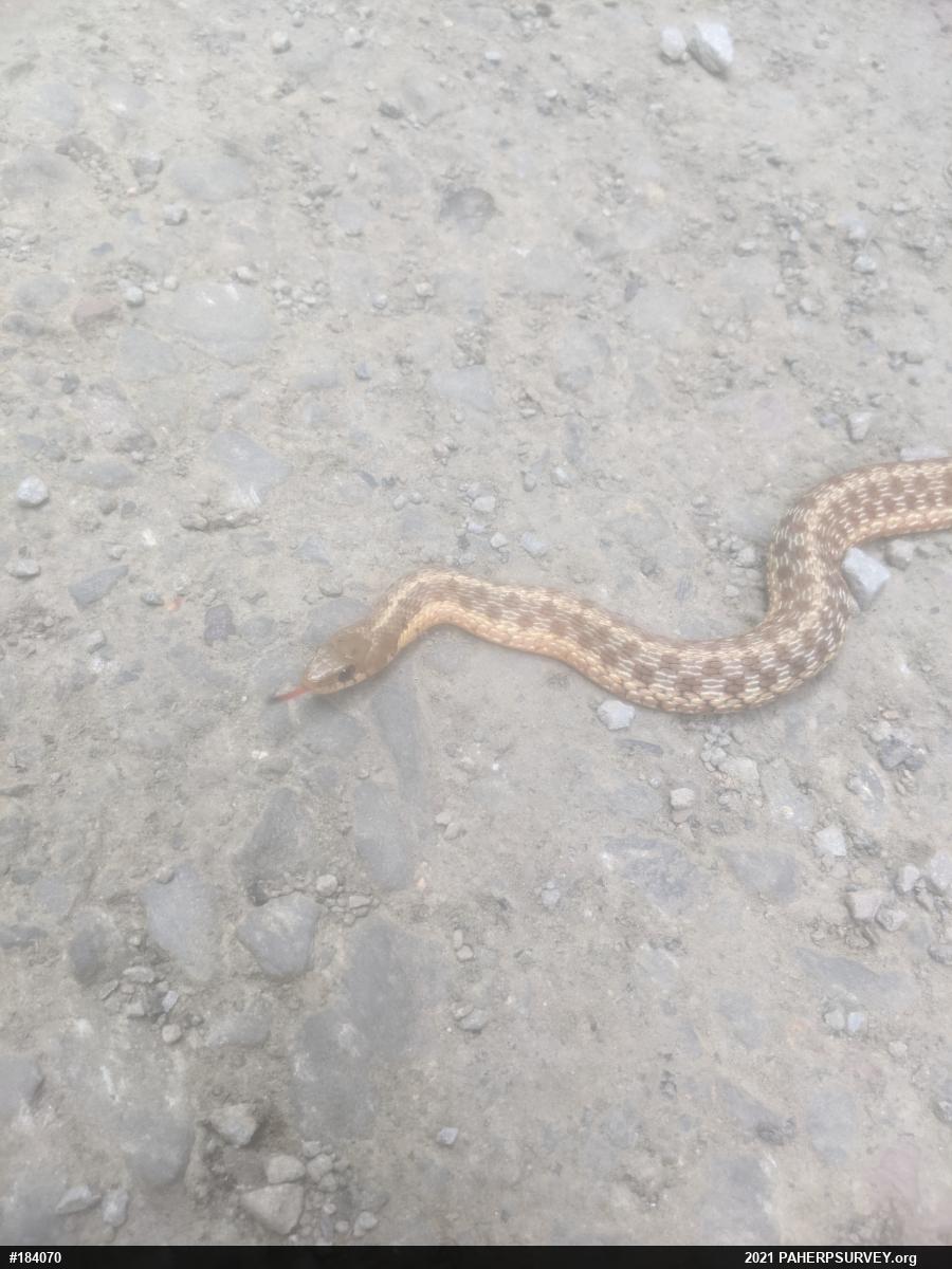 Eastern Gartersnake