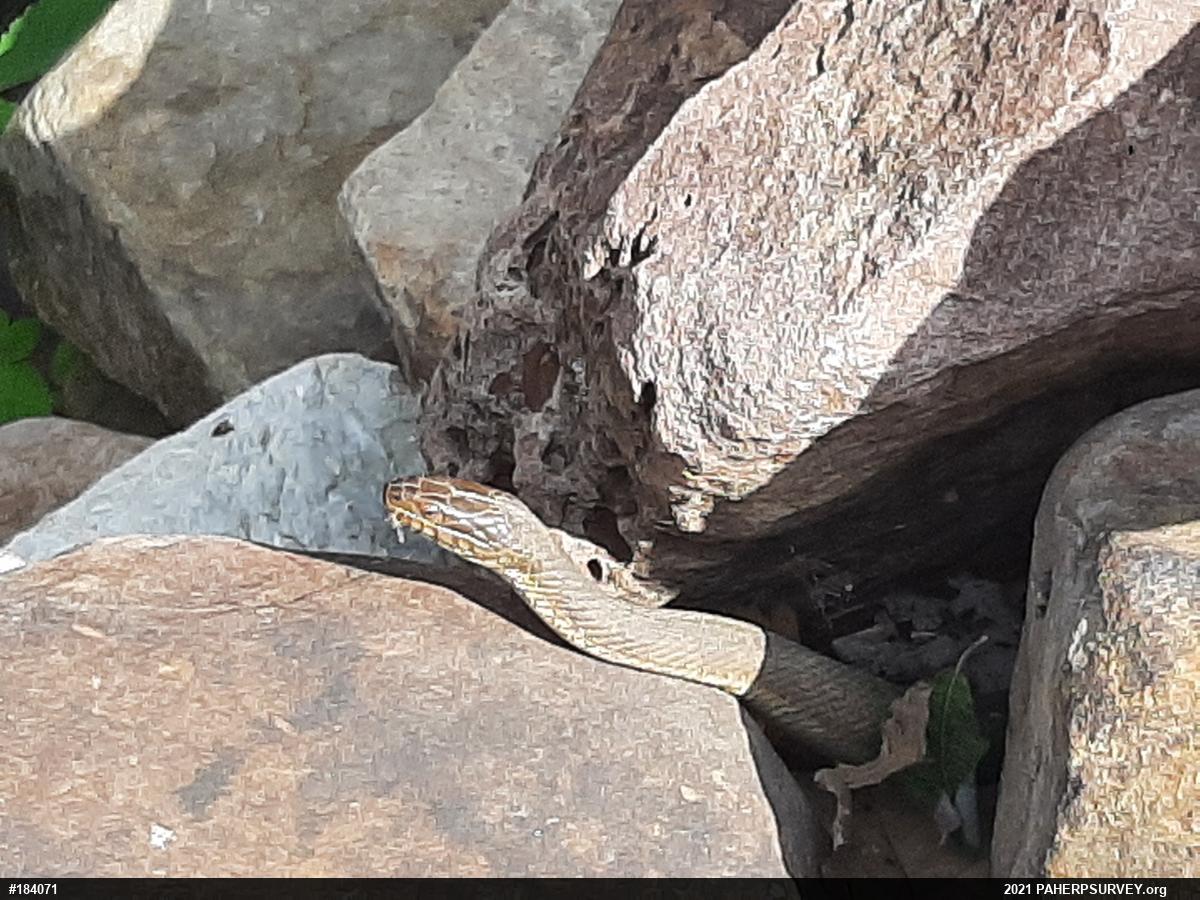 Northern Watersnake