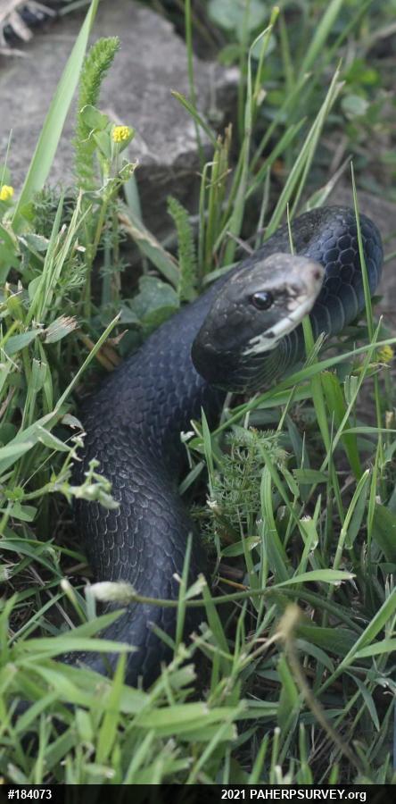 Northern Black Racer
