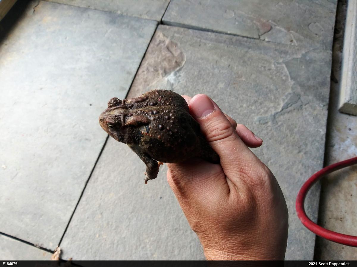 Eastern American Toad