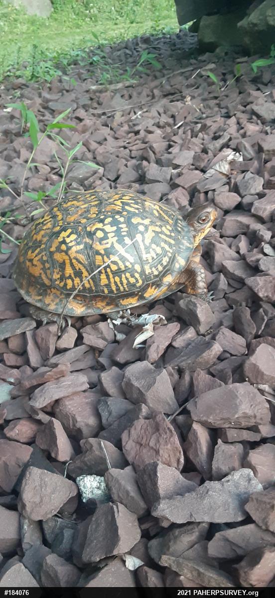 Eastern Box Turtle