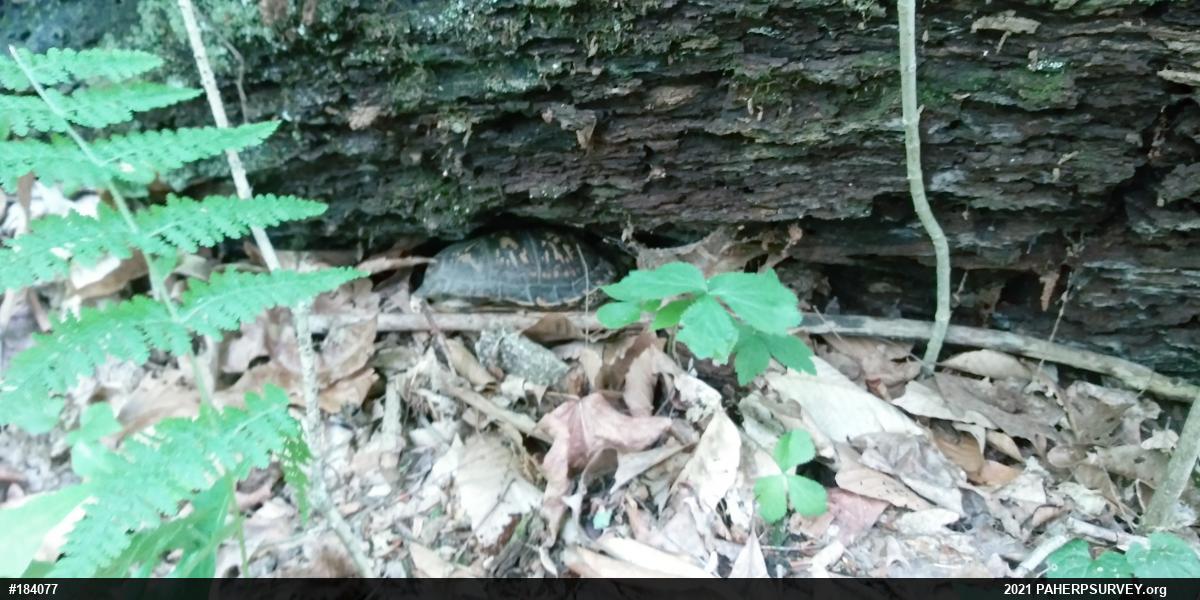 Eastern Box Turtle