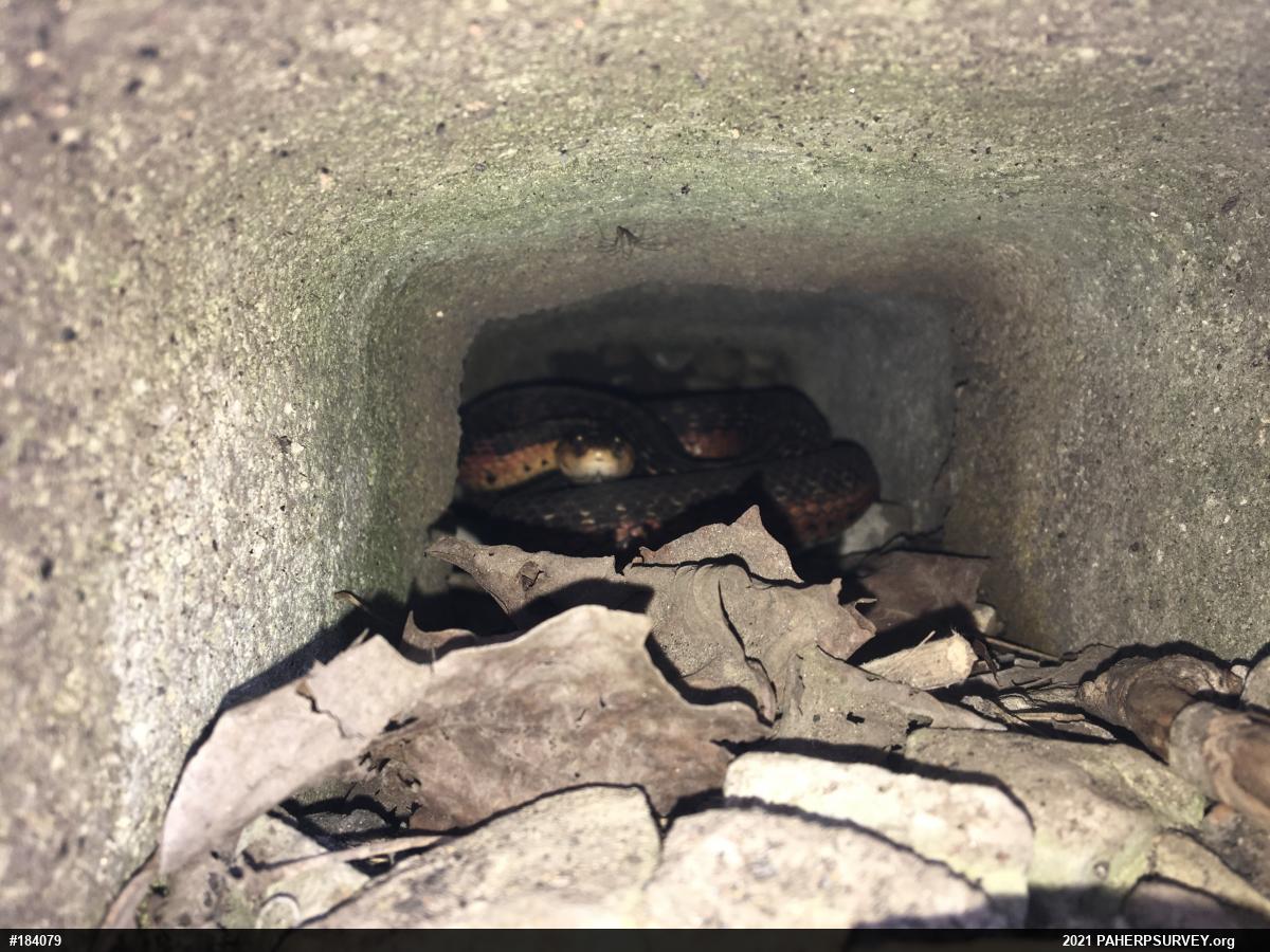 Eastern Gartersnake