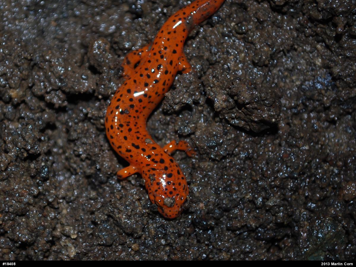 Northern Red Salamander